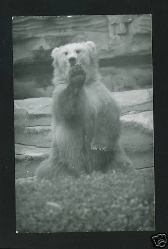 RPPC GRIZZLY BEAR A CUMMINGS PHOTO RP POSTCARD