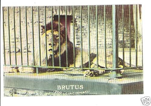 CINCINNATI OHIO OH ZOO BRUTUS THE LION POSTCARD