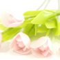 Set of 6 Stems Light Pink Tulip Dolhouse Miniatures#42