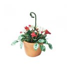 Red&White Cyclamen Mini Hanging Garden NBR116