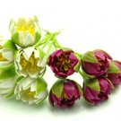 Bunch Of White&Purple Water Lily Miniature NBR107