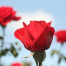 Roses