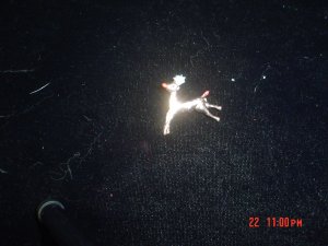 reindeer pin rudolf