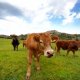 Cattle