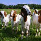 Raising Goats, Vegetables, Hydroponics, Forestry, Bees