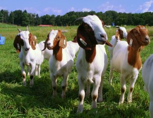 Raising Goats, Vegetables, Hydroponics, Forestry, Bees