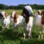 Raising Goats, Vegetables, Hydroponics, Forestry, Bees