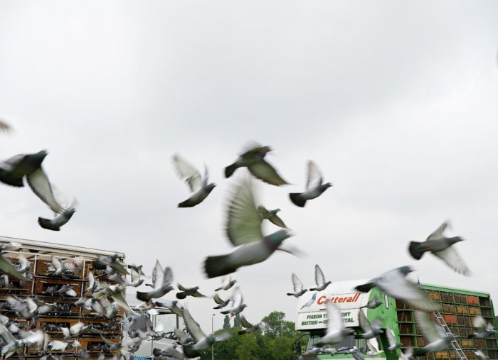 Long Distance Pigeon Racing Pigeons Squab Raising Breed