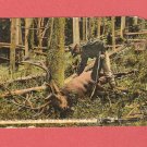 1907 BIG BULL OF THE TETONS SOFT NOSE BULLET HUNTER PHOTO POSTCARD