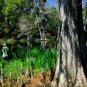 Magnolia Plantation-20x30