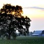 Summer Farm-20x30