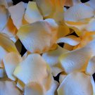Peachy Light Yellow Rose Petals (