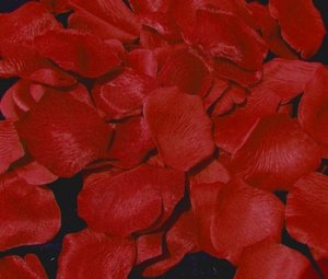 Red Rose Petals  #5