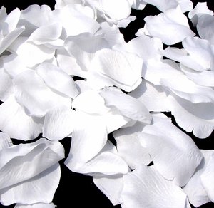 White Rose Petals  #9