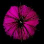 Fuchsia Feather Brooch 132
