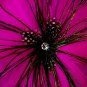 Fuchsia Feather Brooch 132