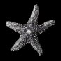 Silver Grey Starfish Brooch 160