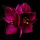 Fuchsia Tulip Cluster Hair Clip 479