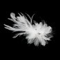 Stunning White or Ivory Feather & Clear Rhinestone Flower Hair Clip 4632