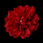 Elegant Bridal Flower Hair Clip or Clip Brooch - Red Dahlia 402