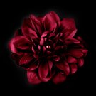 Striking Maroon Flower Hair Clip or Clip Brooch 402