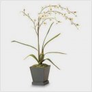 Everblooming White Orchids  #36233