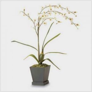 Everblooming White Orchids  #36233