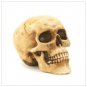 Grinning Skull  #36245