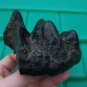 MASTODON TOOTH