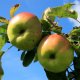 Fruit Trees