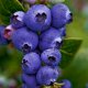 Blueberry Plants