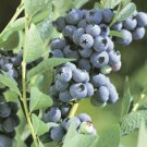 Bluegold Blueberry Bush, 16"-30" Bare-root plants.