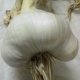 Heirloom Garlic Seed