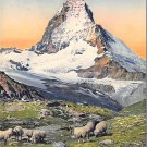Matterhorn - Sheep, Switzerland (A116)