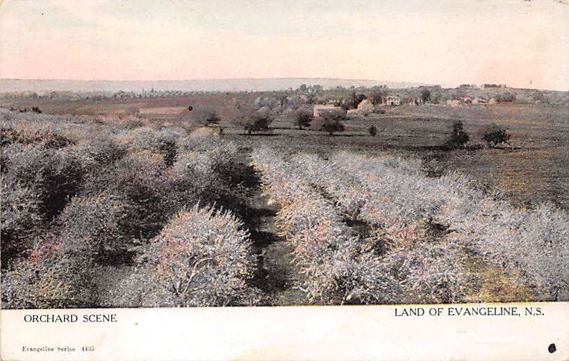 Land Of Evangeline Orchard Scene, Nova Scotia, Canada (A265)