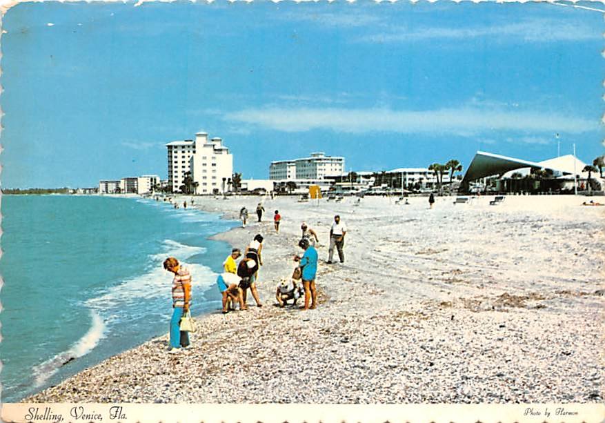 Venice, Florida - Shelling Postcard (A422)