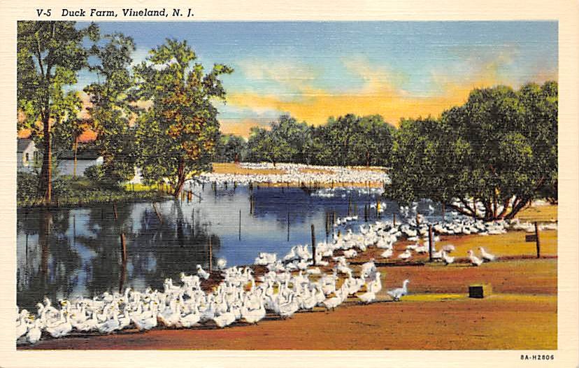 Vineland, NJ Postcard - Duck Farm 1976 (A497)