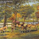Bridgeport, Conn, CT Postcard - Beardsley Park Deer Park 1942 (A616)