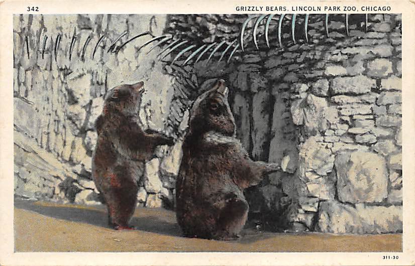 Chicago, Ill Postcard Lincoln Park Zoon Grizzley Bear (B3) IL, Illinois