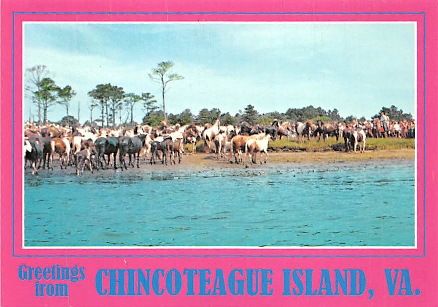 Chincoteague Island, VA - Continental Postcard (B379)