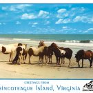 Chincoteague Island, VA - Continental Postcard (B358)