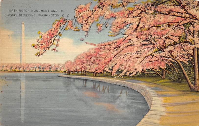 Washington, DC Washington Monument, Cherry Blossomsl Postcard 1942 (B388)