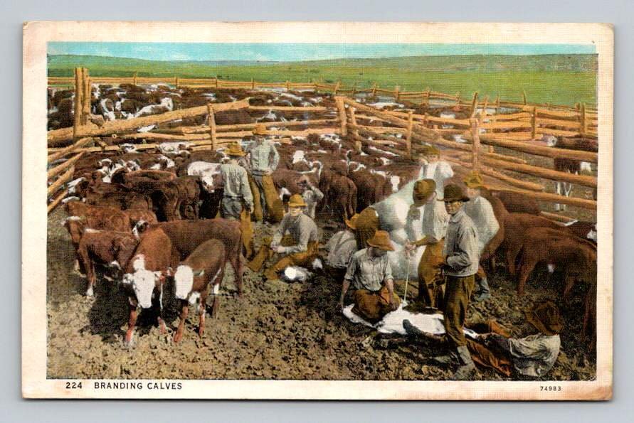Branding Calves Postcard Posted From Prescott Arizona 1937 (eH13)