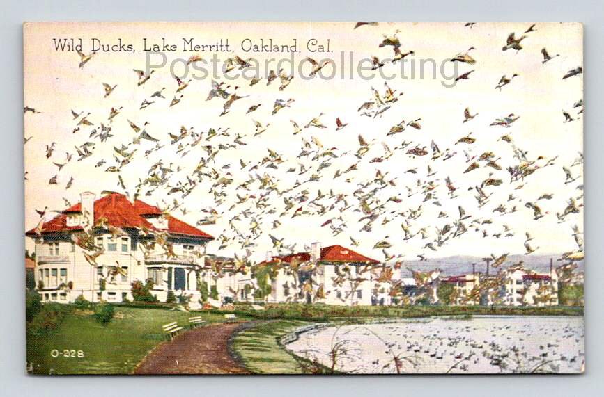 Oakland California Lake Merritt Wild Ducks Litho Postcard (eH224)