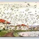 Oakland California Lake Merritt Wild Ducks Litho Postcard (eH224)