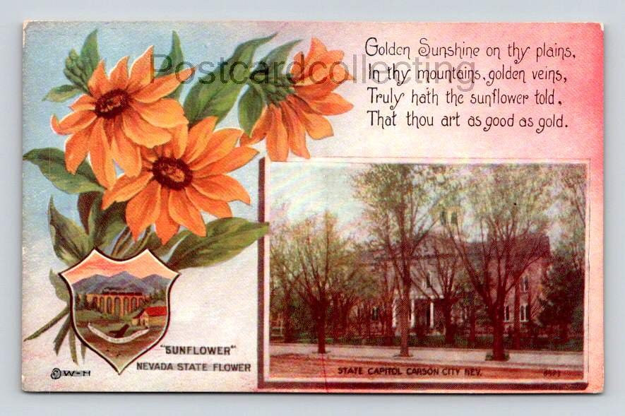 Nevada State Flower Sunflower Postcard (eH401)
