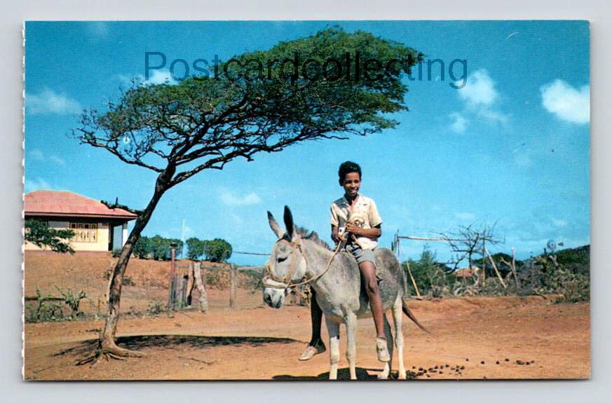 Curacao N.A. Dividivi Tree, Boy on Donkey Postcard (eH407)