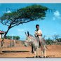 Curacao N.A. Dividivi Tree, Boy on Donkey Postcard (eH407)