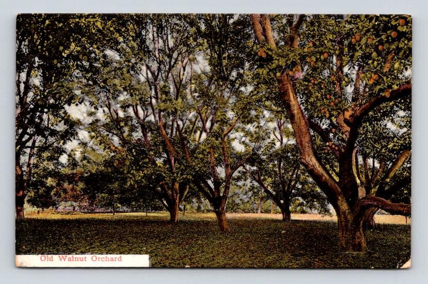 Vintage Old Walnut Orchard California Postcard (eH549)