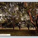 Vintage Old Walnut Orchard California Postcard (eH549)